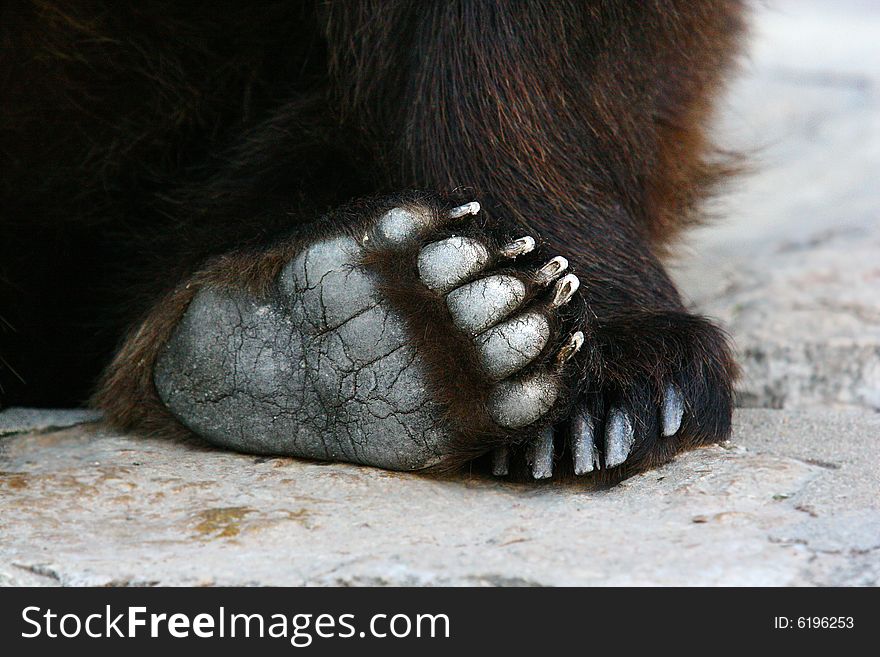 Feet portrait of a brown bear