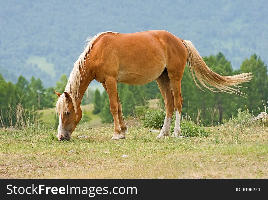 Horse is eating on mountains meadow. Horse is eating on mountains meadow