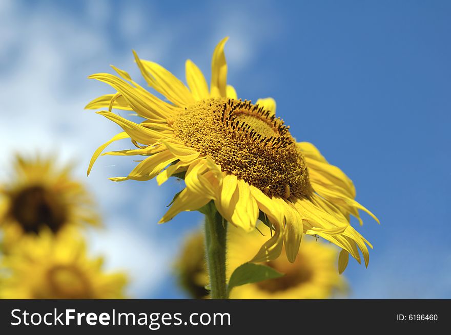 Yellow sunflower on the background of blue sky