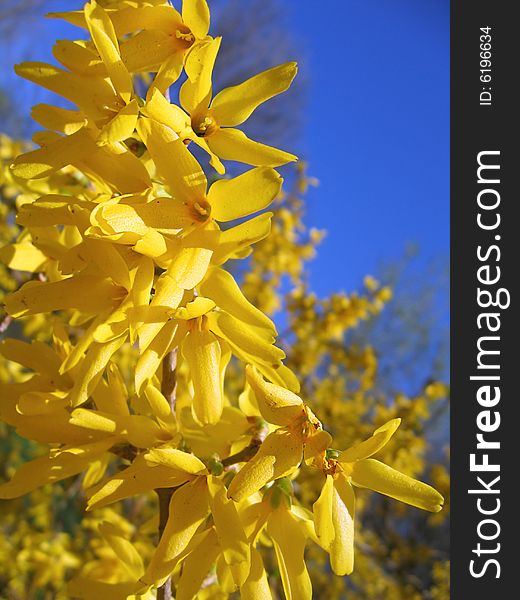 Branch of blooming forsythia over clear blue sky