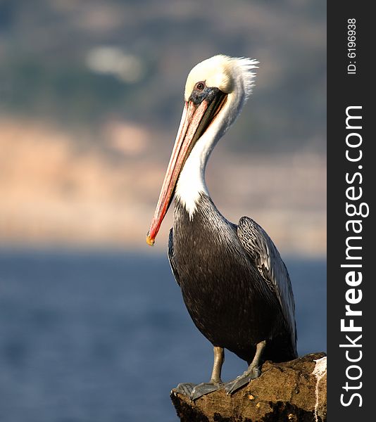 Brown Pelican perched over ocean