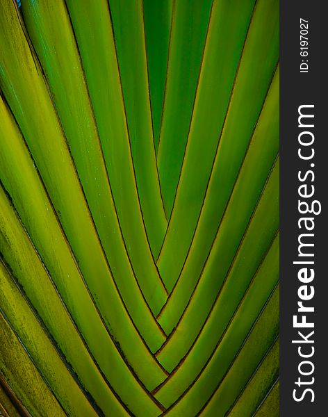 Green palm leaf closeup rythym