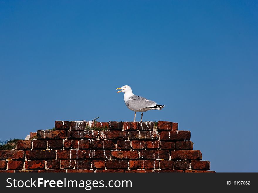 Seagull on the bricky wall