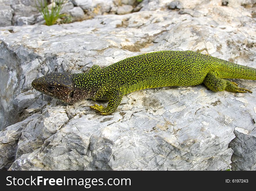 Green Lizard