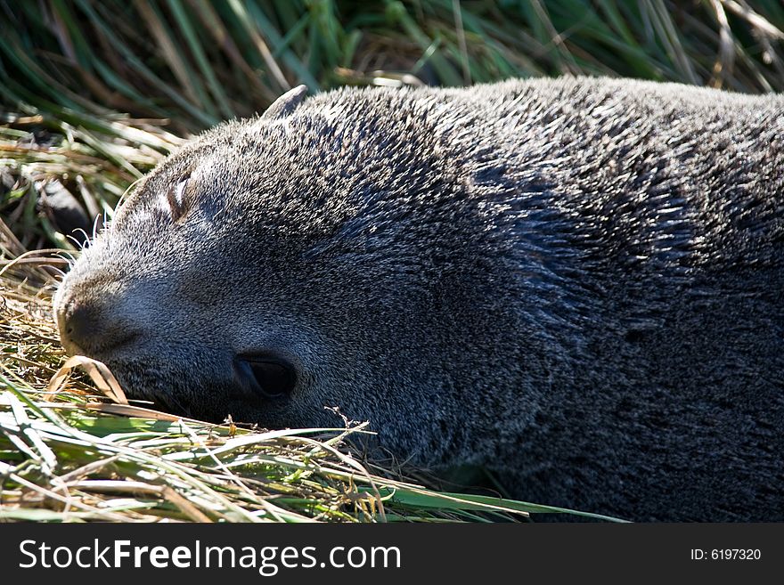 New Zealand Fur Seal Posing. New Zealand Fur Seal Posing