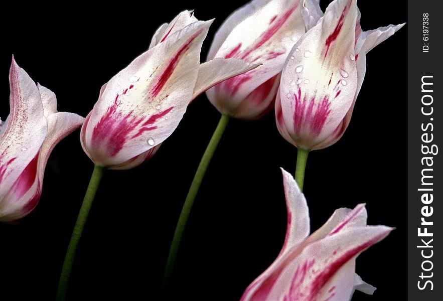 Spring tulips with splashes of red on black background