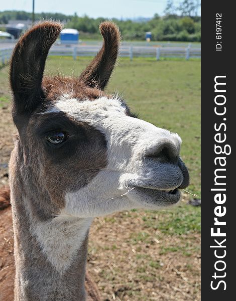 A llama poses for a portrait in Tillamook oregon cheese country. A llama poses for a portrait in Tillamook oregon cheese country