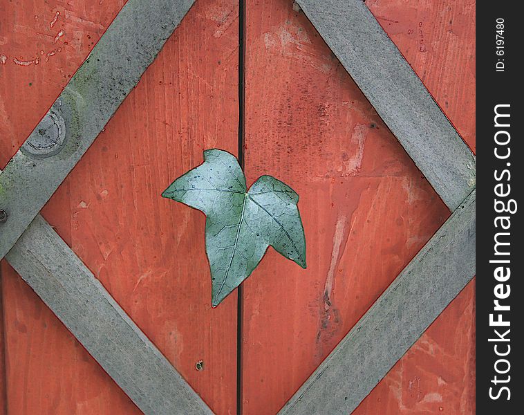 An ivy leaf frames by wood