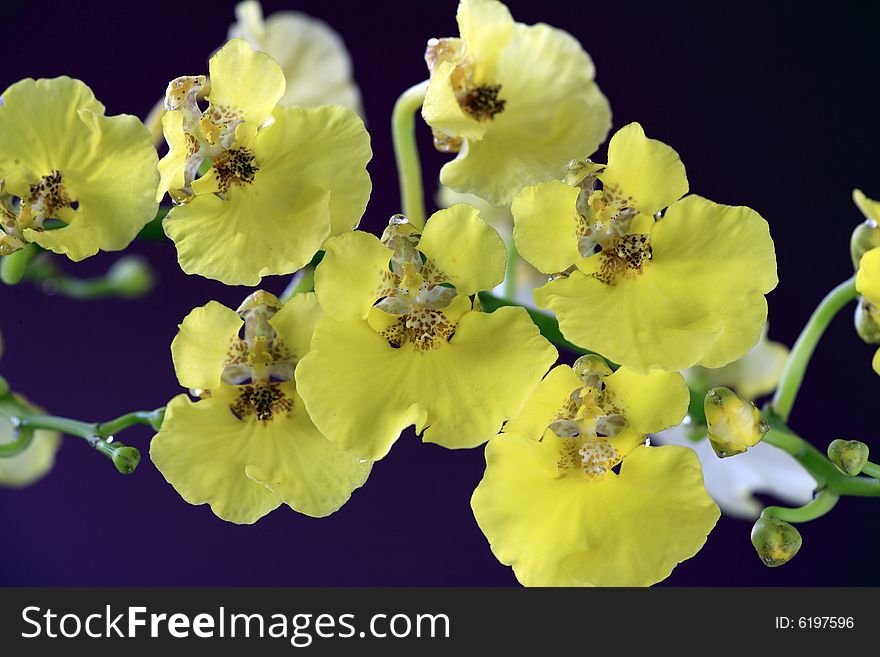 Arrangement of yelllow Oncidium orchid on background