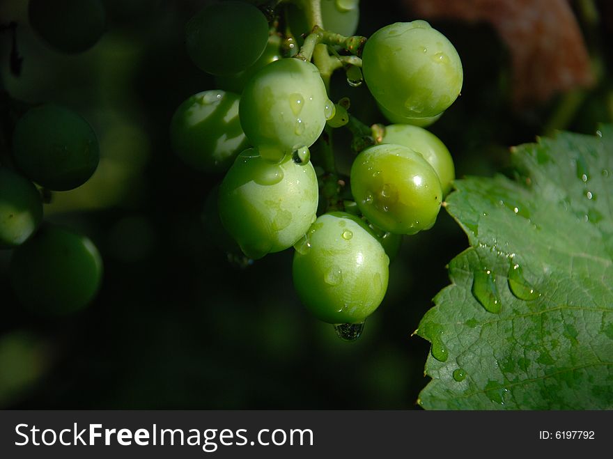 Green grapes on a dark background