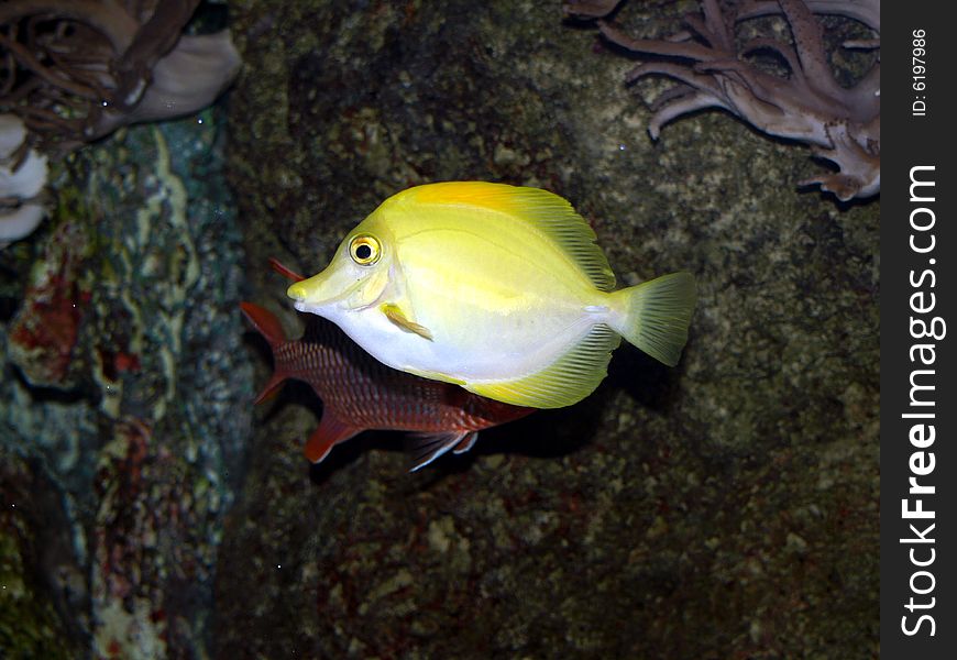 Amazing tropical fish in aquarium