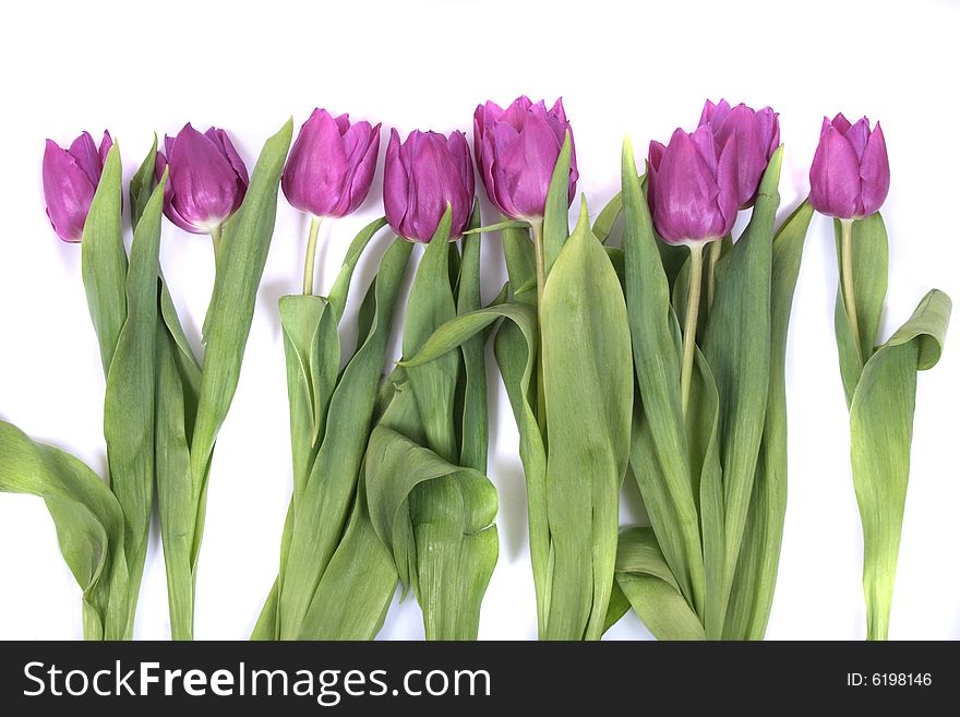 Nice violet flowers on the white background