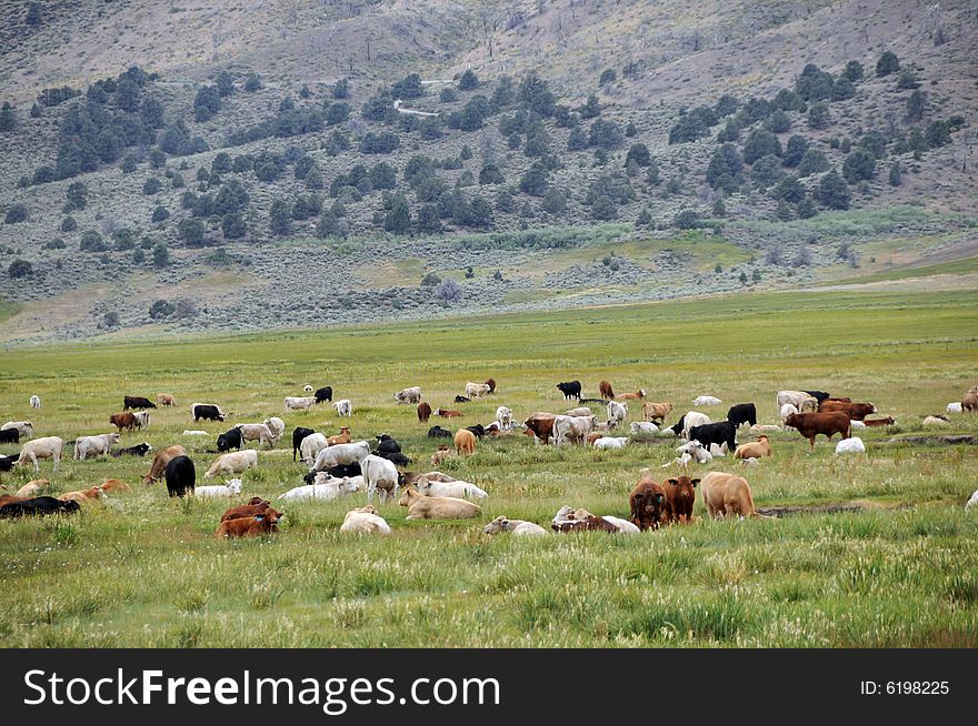 Herd of cows in the mountain farm