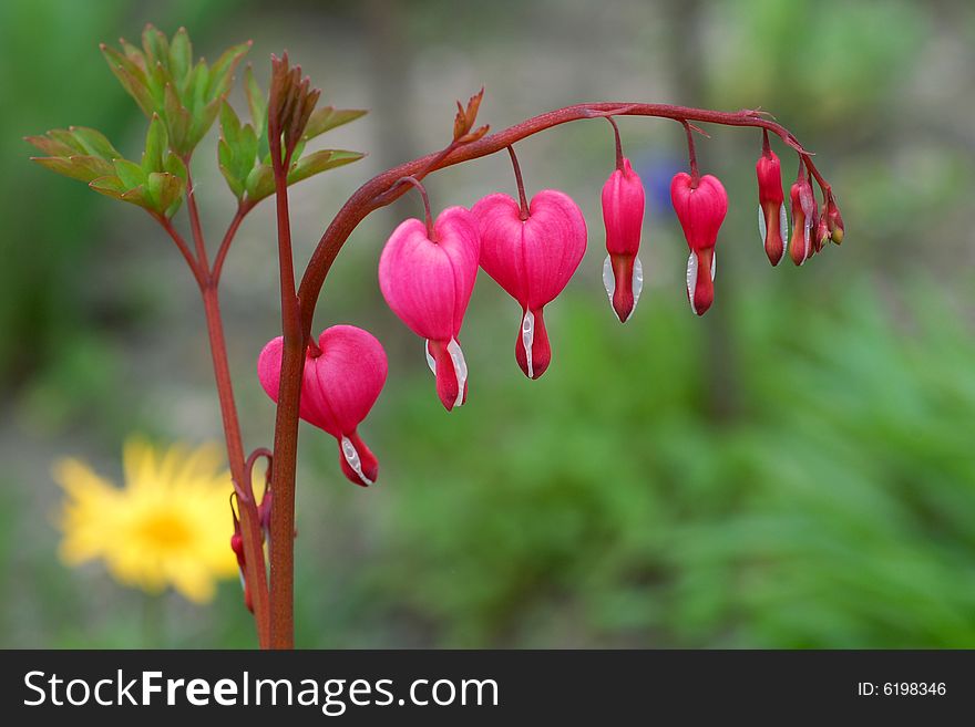 Pink heart-shaped flowers with white stripes at Spring