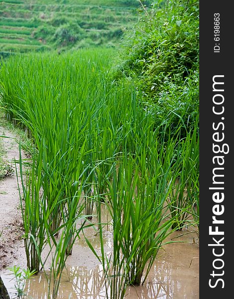 Guilin Rice Field Terrace, Growing rice