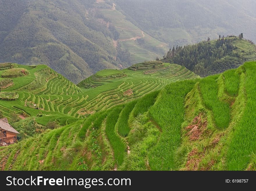 Guilin Rice Field Terrace