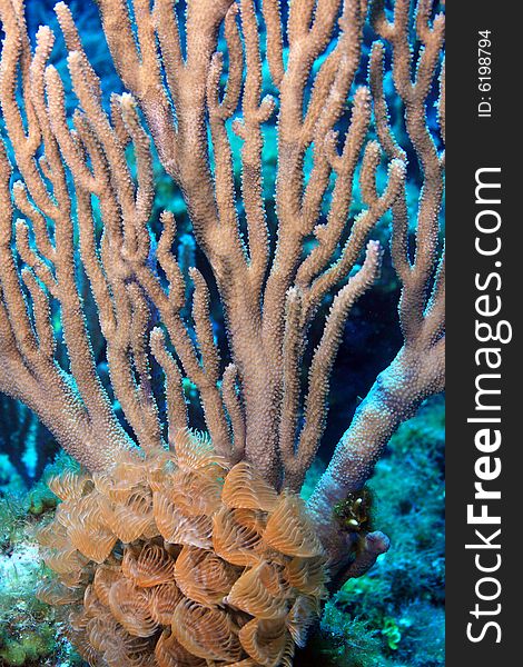 Social feather duster(Bispira Brunnea) in front of soft corals