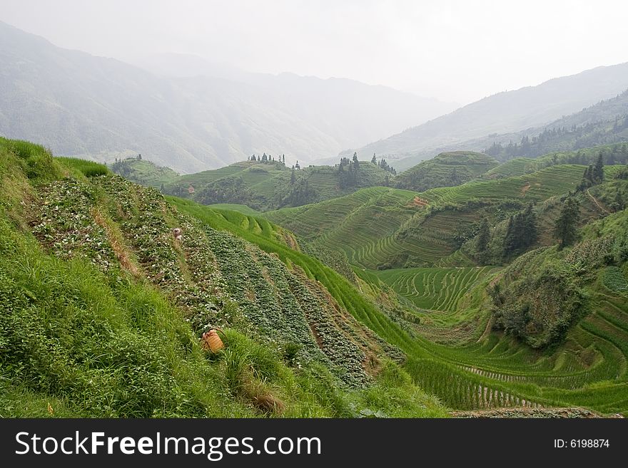 Guilin Rice Field Terrace
