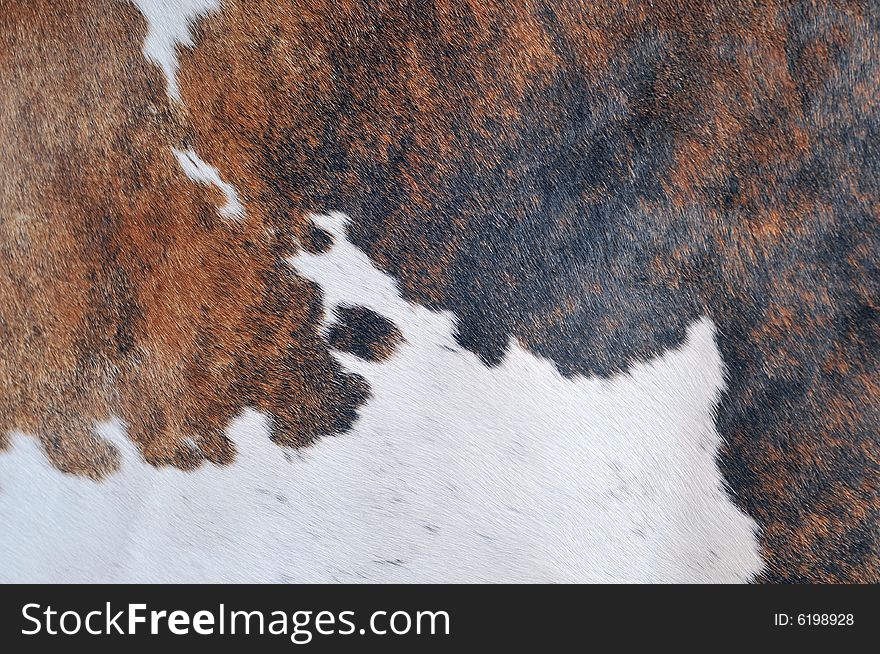 Skin of a cow, in a close up