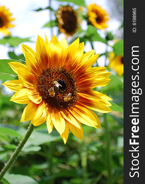 Sunflower hosting three bees in the early morning sunlight. Sunflower hosting three bees in the early morning sunlight.