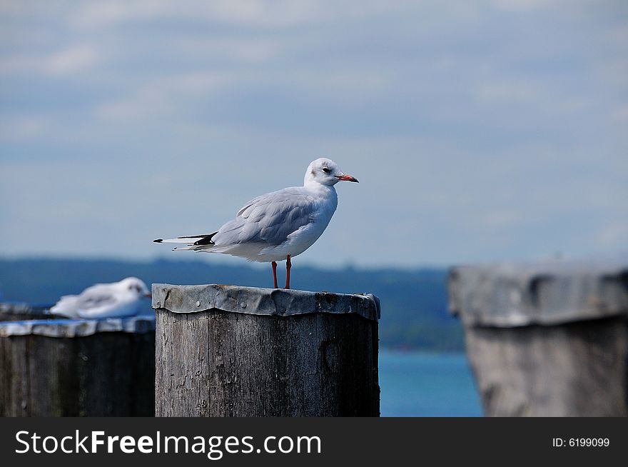 A Seagull on a Pole, observing the nearby Lake...