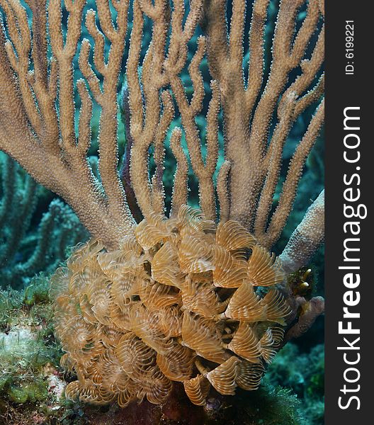 Social feather duster(Bispira Brunnea) in front of soft corals