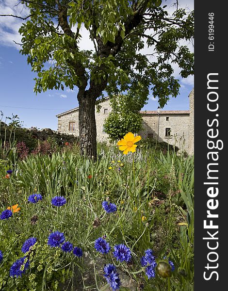 Colorful flowers in french farm house garden. Colorful flowers in french farm house garden