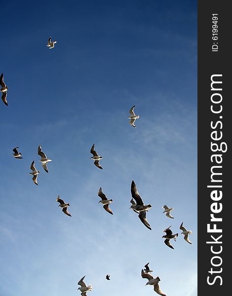 Sea gulls flying in formation