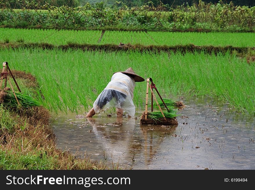 Yangshuo, Chinese Farmer cultivate Rice