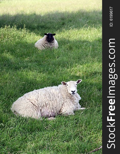Black and white sheep living in harmony. Black and white sheep living in harmony