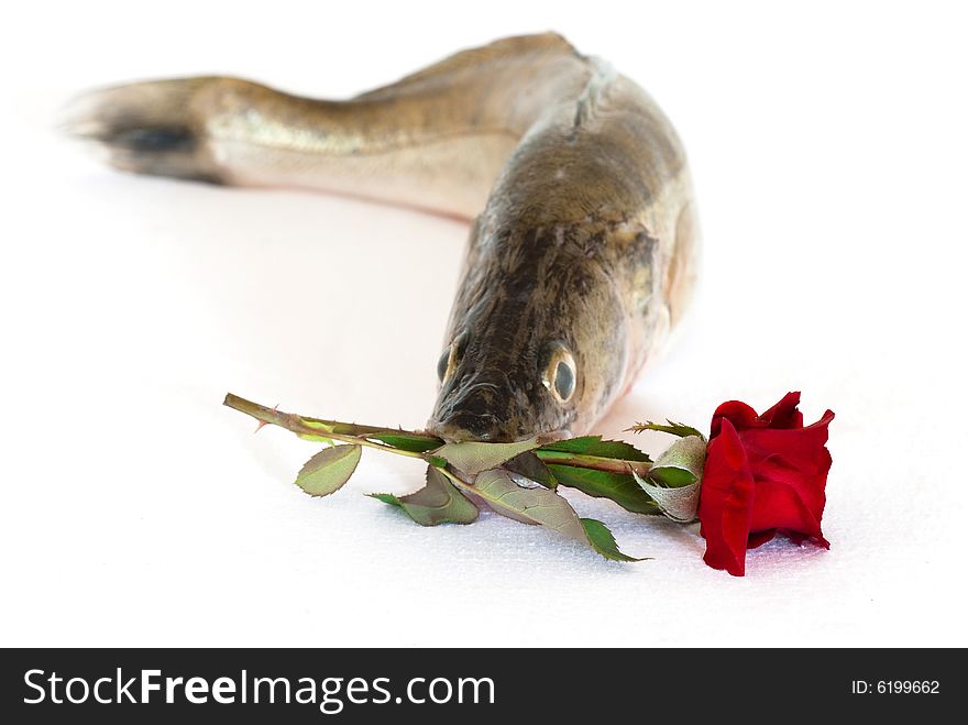 Fresh fish with rose isolated on white background