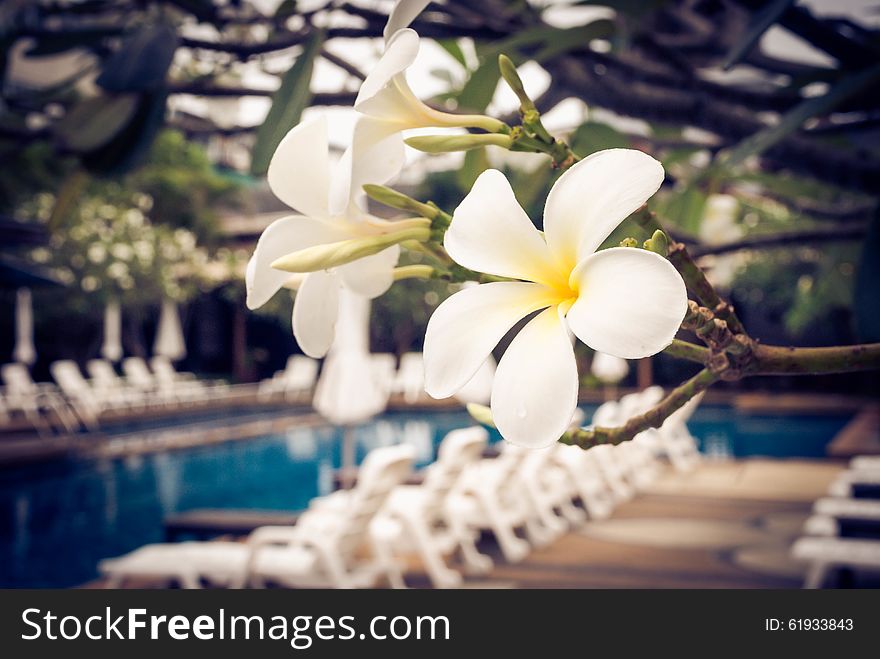 White tropical flower lei frangipani closeup.