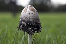 Free Fungus Royalty Free Stock Image - 620136