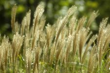 Meadow Grass Royalty Free Stock Photos Meadow Grass Royalty Free Stock Photos