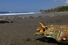 Crab Shell On The Beach Stock Photos