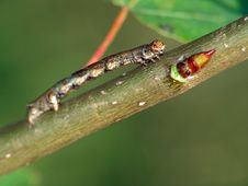 Caterpillar Of The Butterfly Of Family Geometridae. Stock Photo