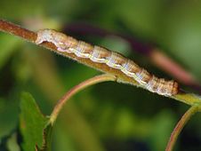 Caterpillar Of The Butterfly Of Family Geometridae. Stock Image Caterpillar Of The Butterfly Of Family Geometridae. Stock Image