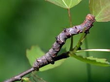 Caterpillar Of The Butterfly Of Family Geometridae. Stock Photography Caterpillar Of The Butterfly Of Family Geometridae. Stock Photography
