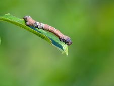 Caterpillar Of The Butterfly Of Family Geometridae. Stock Photos Caterpillar Of The Butterfly Of Family Geometridae. Stock Photos