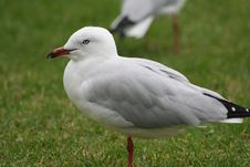 Seagull, Are You Looking At Me Royalty Free Stock Photos Seagull, Are You Looking At Me Royalty Free Stock Photos