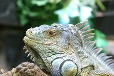 Water Dragon Head Royalty Free Stock Images Water Dragon Head Royalty Free Stock Images