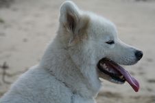 White Samoyed Stock Photography White Samoyed Stock Photography