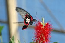 Large Mormon (papilio Memnon) On Red Flower Stock Photography Large Mormon (papilio Memnon) On Red Flower Stock Photography