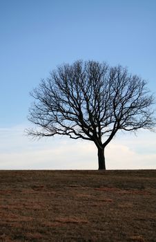 Lonely Tree Royalty Free Stock Photography Lonely Tree Royalty Free Stock Photography