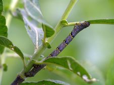 Caterpillar Of Butterfly Lycia Hirtaria. Royalty Free Stock Photo Caterpillar Of Butterfly Lycia Hirtaria. Royalty Free Stock Photo