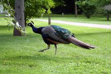 Peacock 2 Royalty Free Stock Photos Peacock 2 Royalty Free Stock Photos