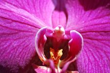Purple Orchid Royalty Free Stock Photography Purple Orchid Royalty Free Stock Photography