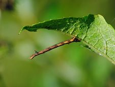 Caterpillar Of The Butterfly Of Family Geometridae. Royalty Free Stock Images Caterpillar Of The Butterfly Of Family Geometridae. Royalty Free Stock Images