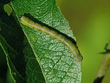 Caterpillar Of The Butterfly Of Family Geometridae. Royalty Free Stock Photo Caterpillar Of The Butterfly Of Family Geometridae. Royalty Free Stock Photo