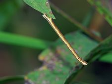 Caterpillar Of The Butterfly Of Family Geometridae. Royalty Free Stock Image Caterpillar Of The Butterfly Of Family Geometridae. Royalty Free Stock Image